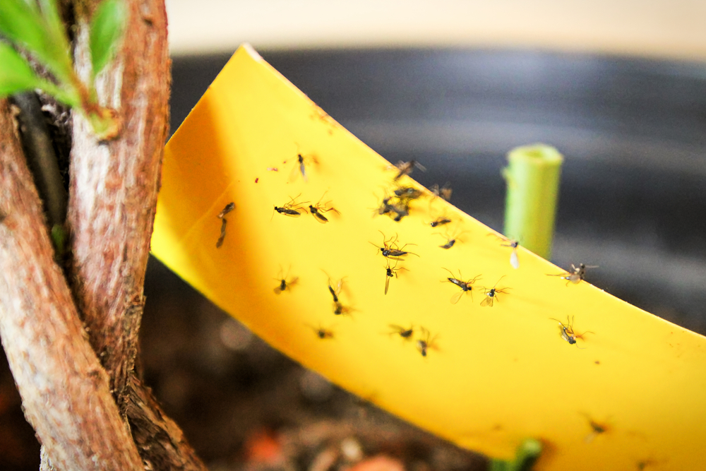 Fungus gnats can be caught easily with sticky traps.