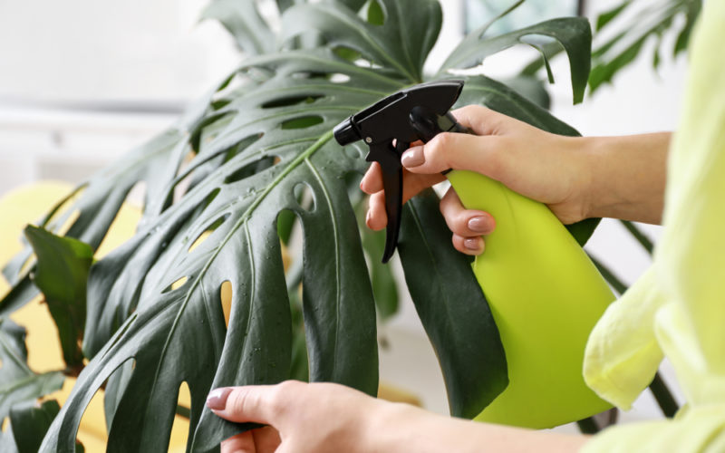 Spraying houseplants with insecticidal soap to remove bugs.