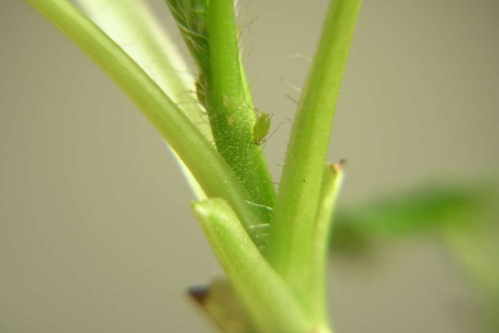 Aphids are bugs commonly found on houseplants.
