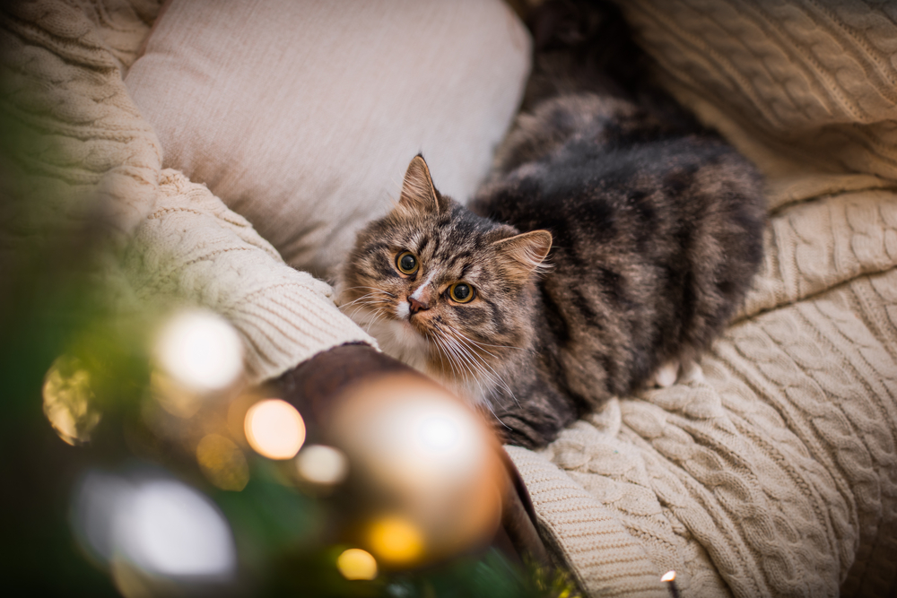 A cat eyes up a real Christmas tree.