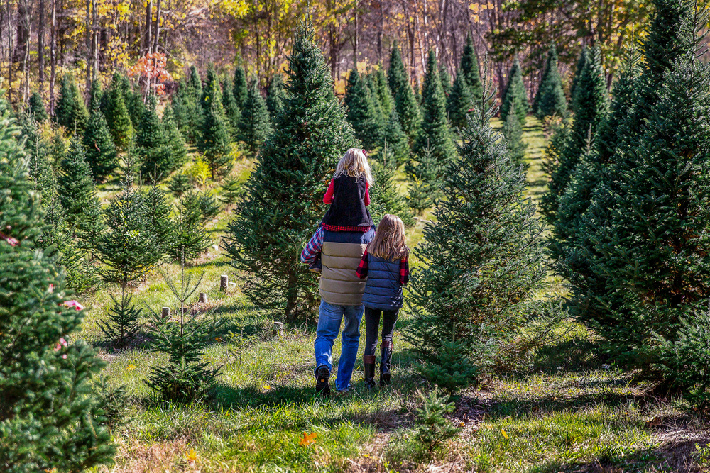 A family looks for a real tree at a Christmas tree farm.