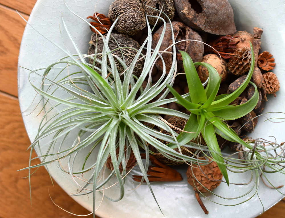 Air plants are an amazing, low-maintenance option for interior decorating with plants.