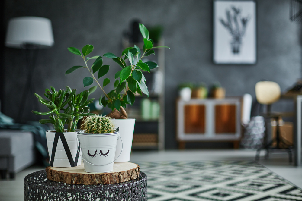 Plants of all shapes, colors, and sizes make for more interesting decor.