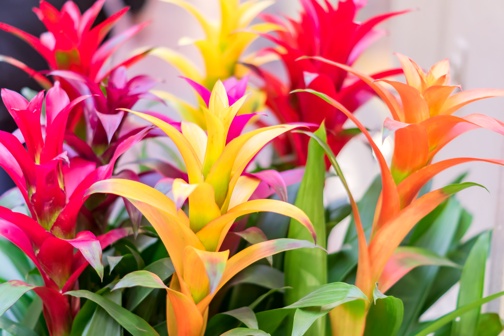Add color to your room with flowering plants.
