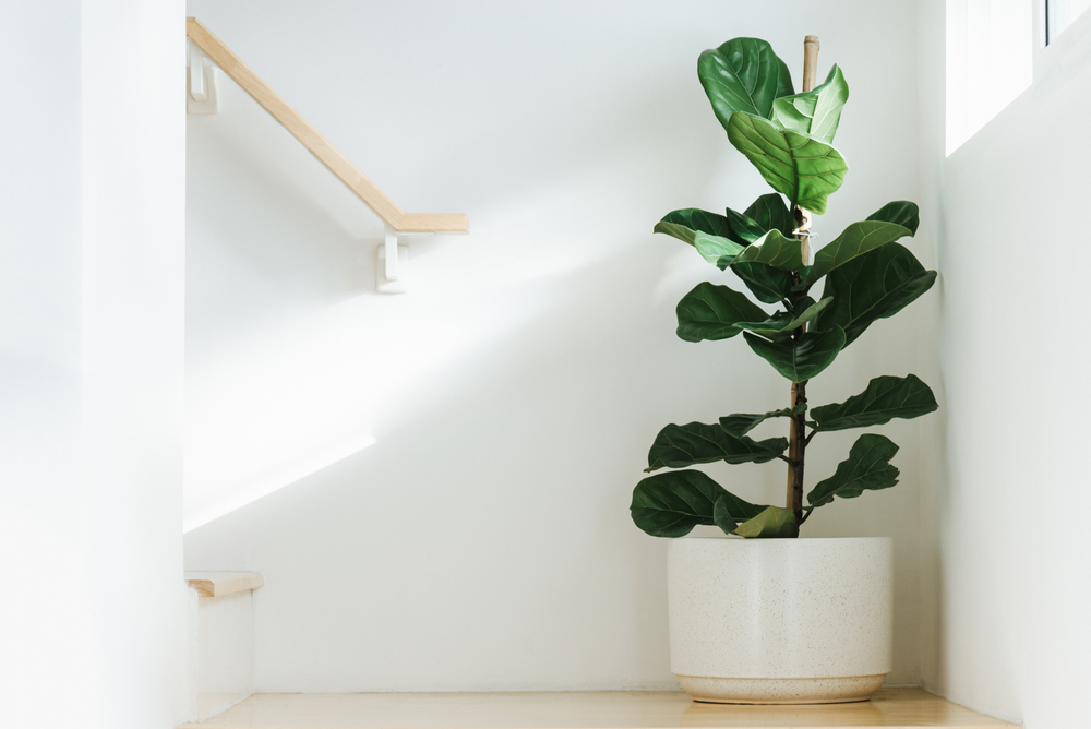 An oversized plant can turn a drab corner into a masterpiece.
