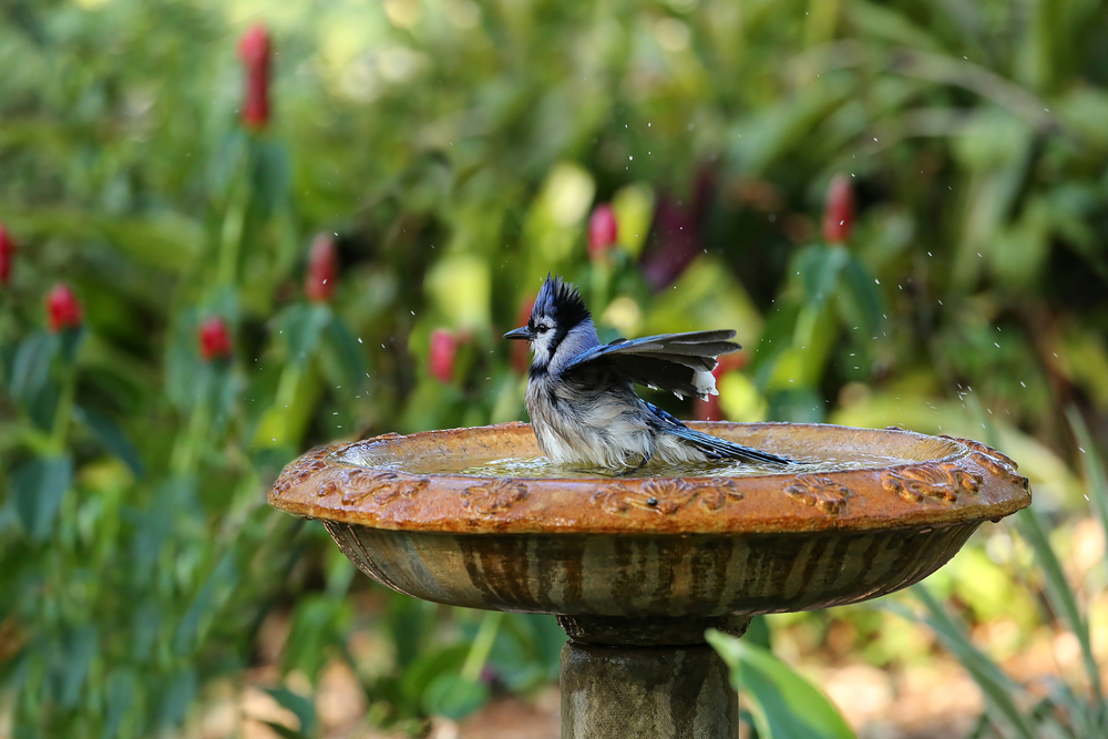 A bird cleans its feathers and gets a drink in a backyard bird bath
