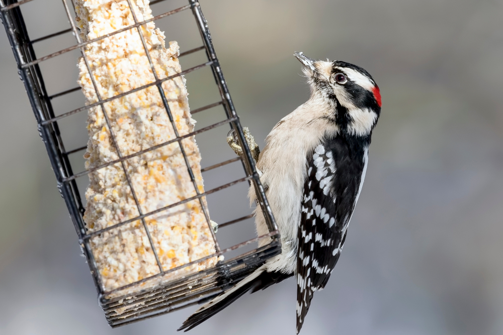 A woodpecker enjoys a suet cake in a cage bird feeder