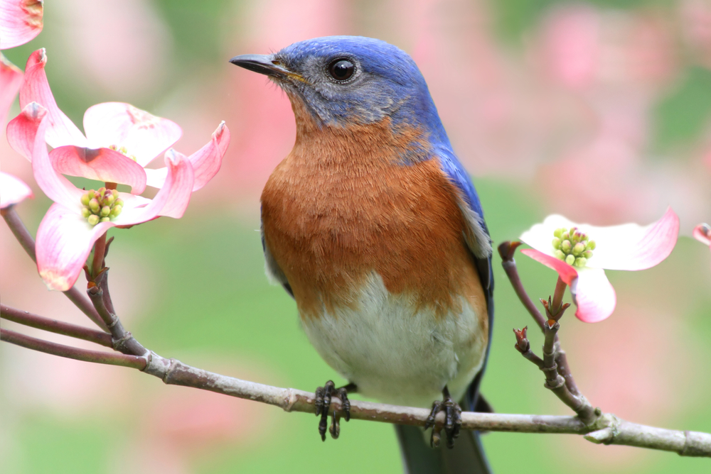 A bird perches on the branch of a native tree in a backyard