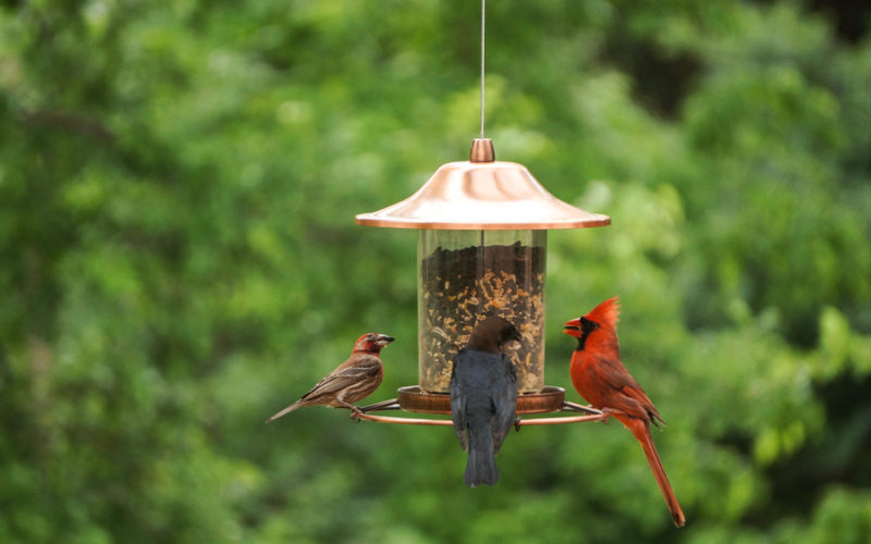 Three birds enjoy eating at a backyard bird feeder