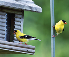 yellow finches on a house