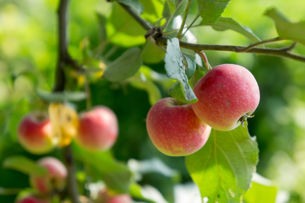 Apple trees take patience but are a great addition to your backyard.