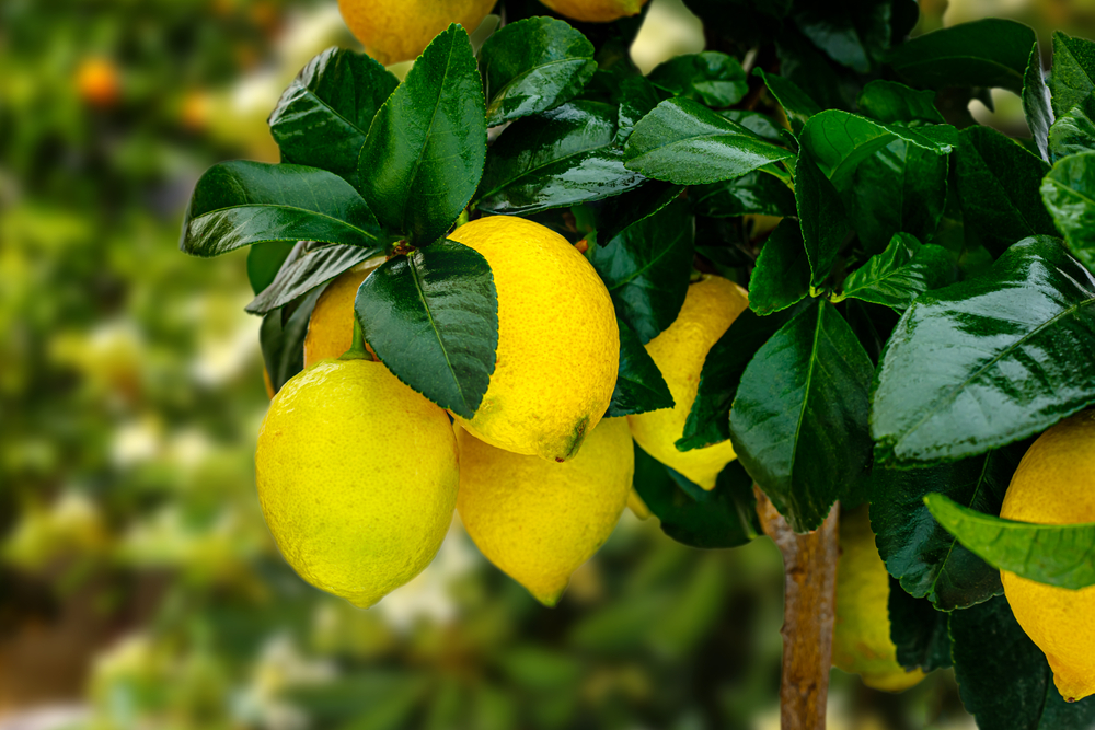Lemon trees can be grown indoors in growing zone 5.
