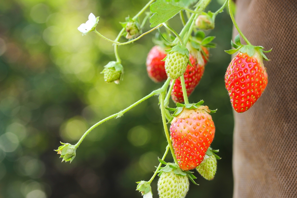 Strawberries are an easy fruit to grow with limited space.