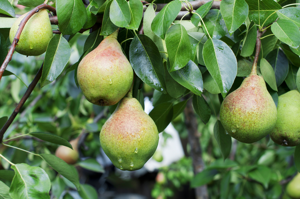 Pear trees can be easier to grow than apples.