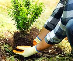 planting a tree