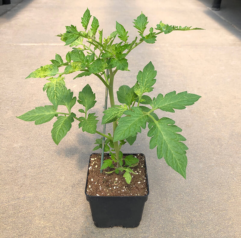 plum tomato plant