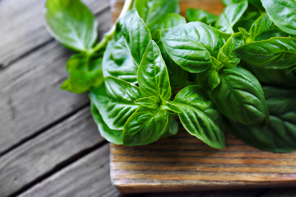 Basil is a common herb often used in Italian cooking.