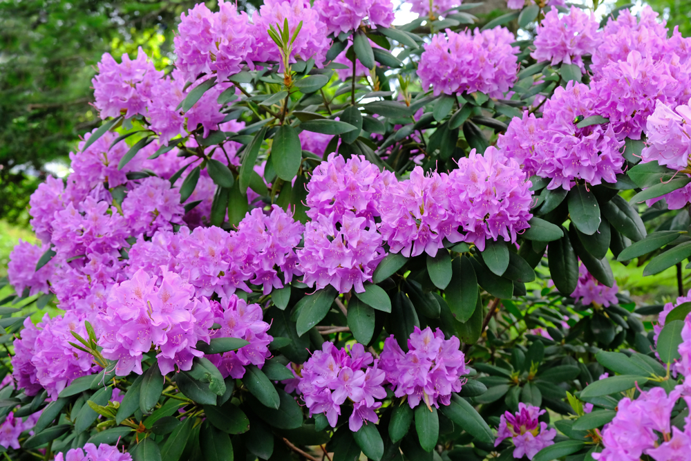Rhododendrons are a great landscaping shrub for shady areas in your yard.