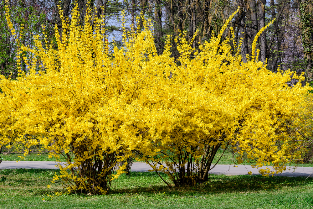 Forsythias are another great landscaping shrub for full sun with bright yellow flowers.