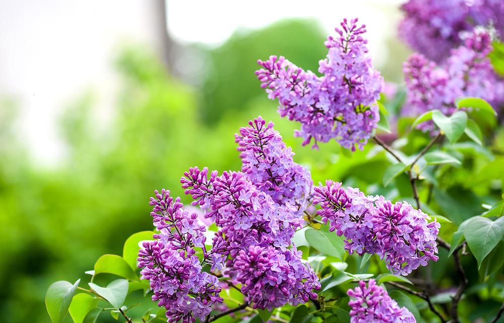 Lilac is a flowering shrub for full sun that sports gorgeous pinky purple blooms.
