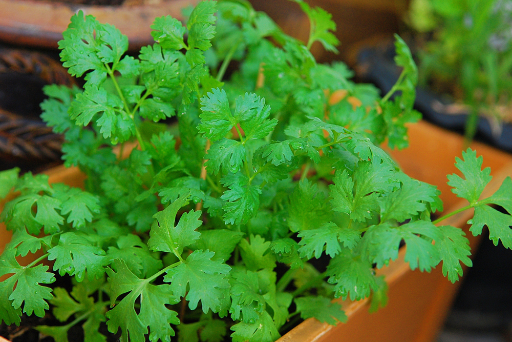 Cilantro is often used in Mexican cooking.