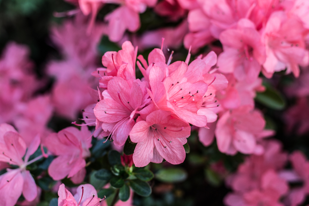 Azaleas are a beautiful landscaping shrub with bright pink flowers.