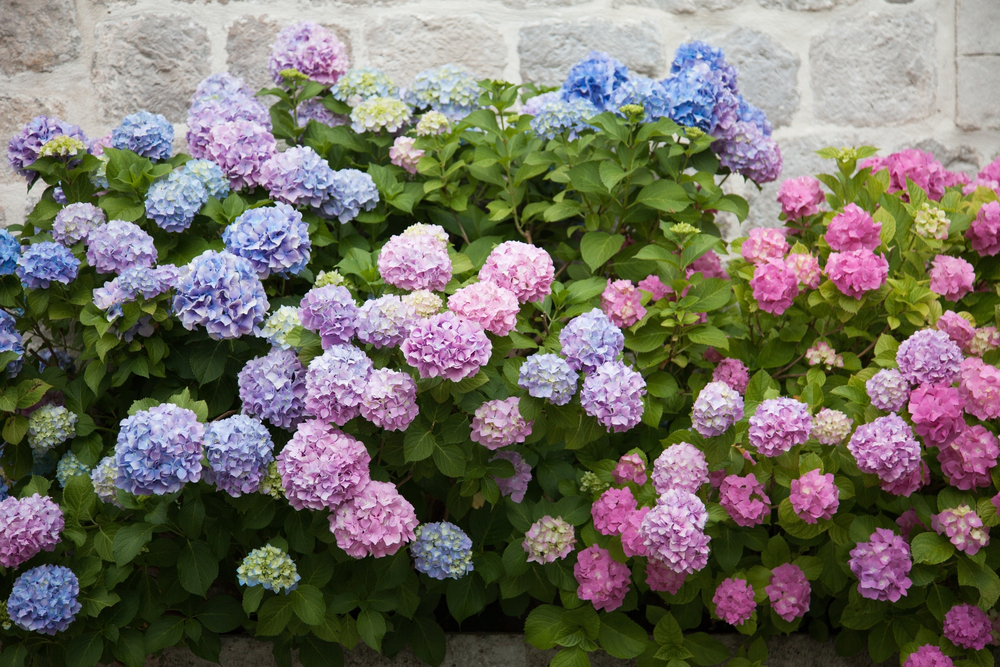 Hydrangea is a favorite of many gardeners and a great flowering shrub option for part sun/part shade.