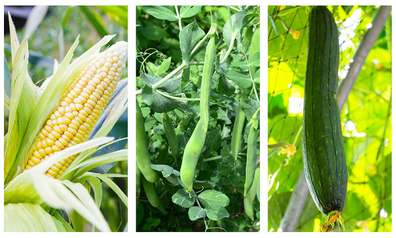 Three Sisters Garden: Corn, Beans, Squash