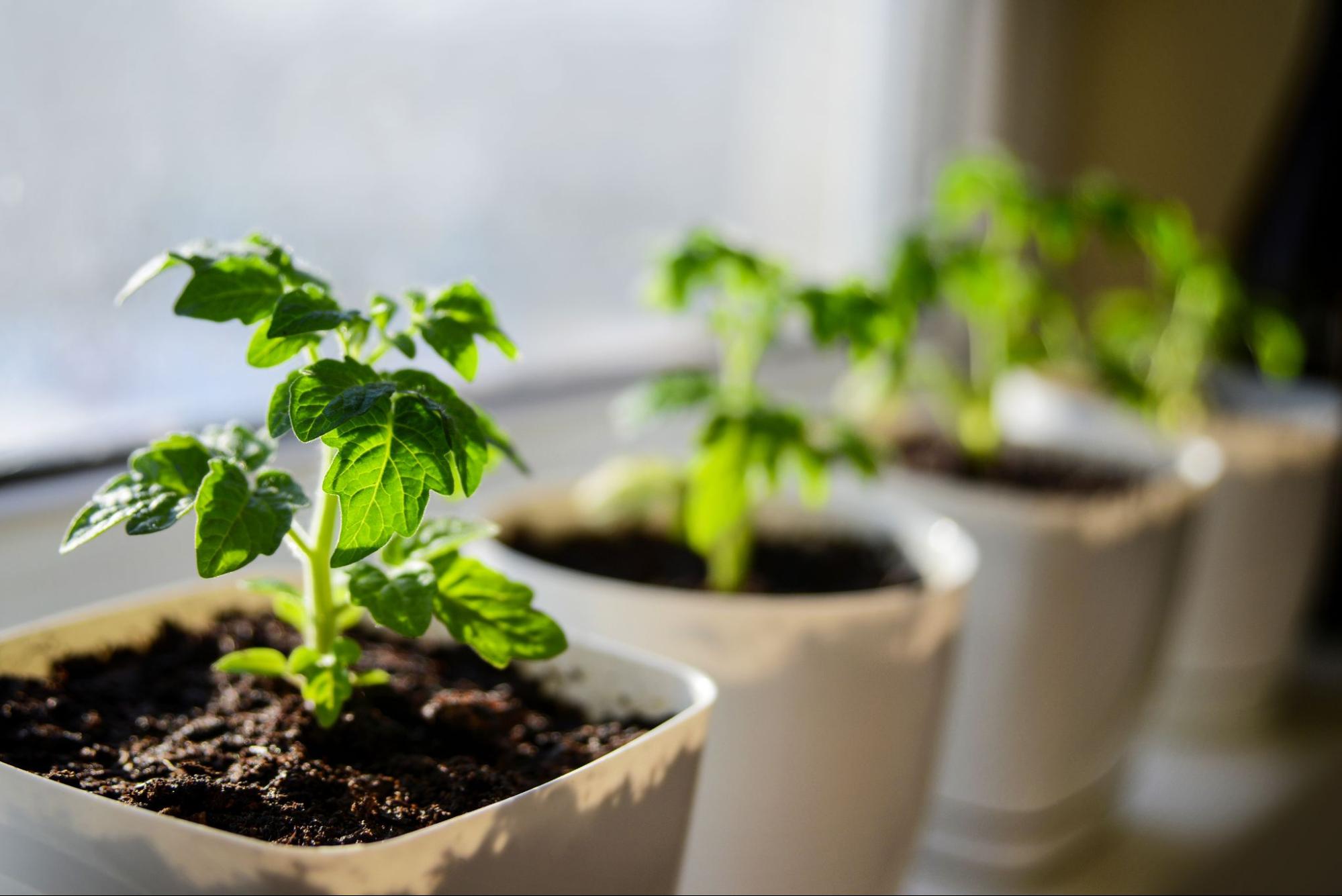 Growing different types of tomatoes on a windowsill from seed.