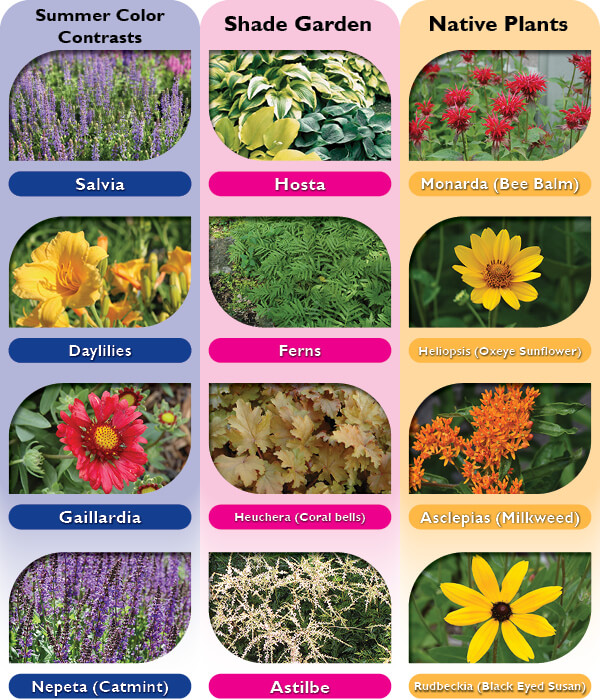 I. Introduction to Companion Planting for Flower Beds