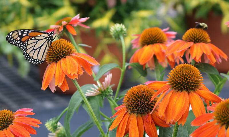 butterfly and bee on coneflowers