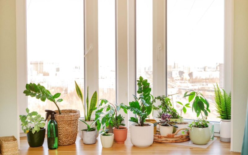 A variety of high-light plants sitting in a window to receive bright, direct light.