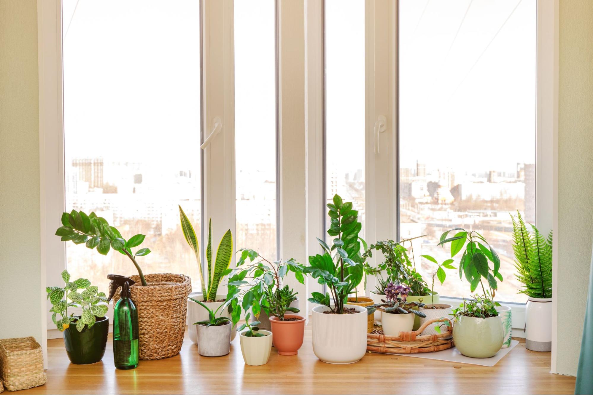 Indoor Plants