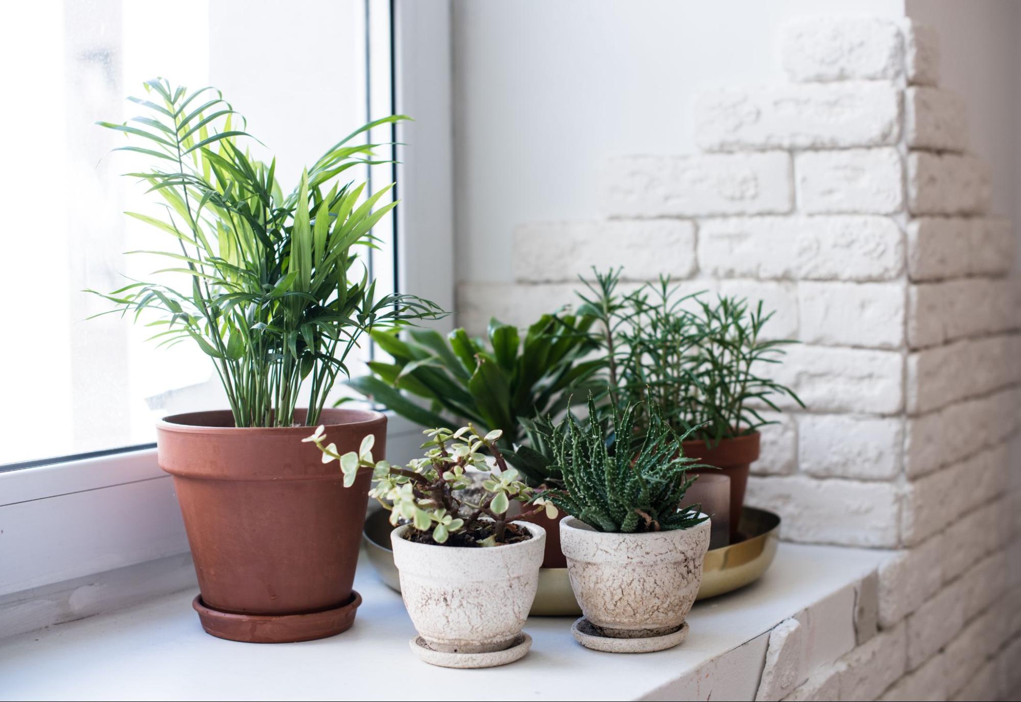 Plants on a windowsill that gets medium, indirect light.