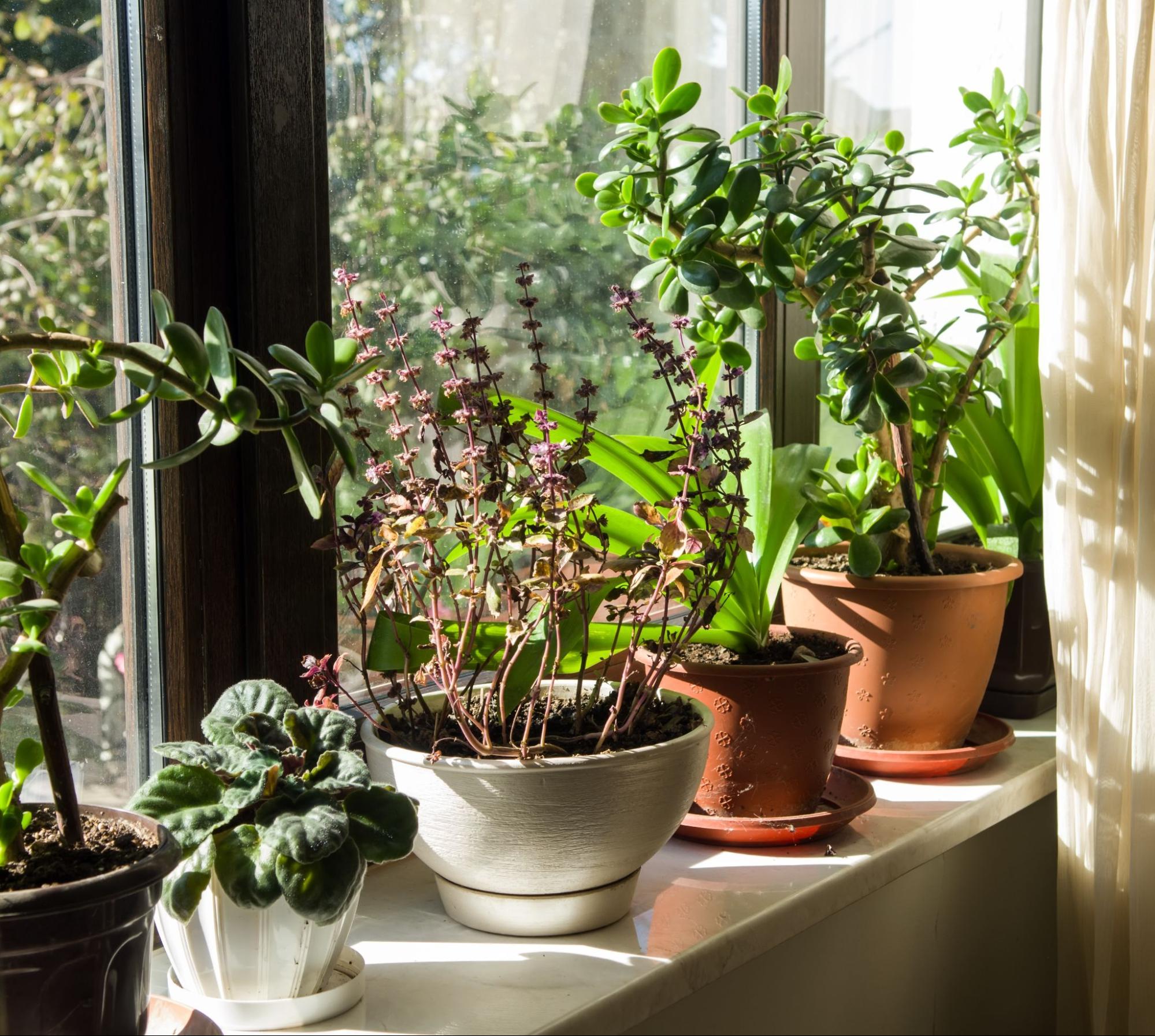 A group of plants on a windowsill.