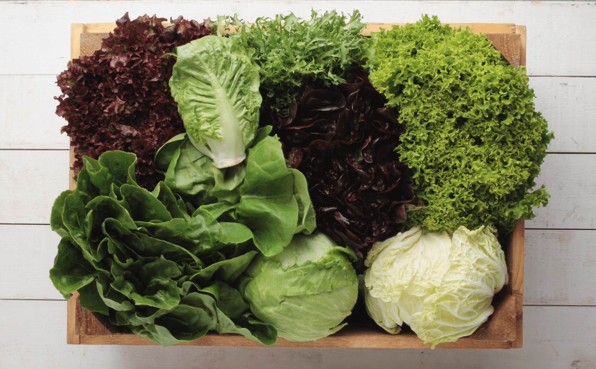 A varieties of types of lettuces you can learn how to grow.
