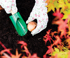 planting bulb in the ground