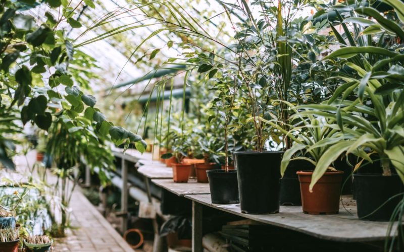 Houseplants at a greenhouse.