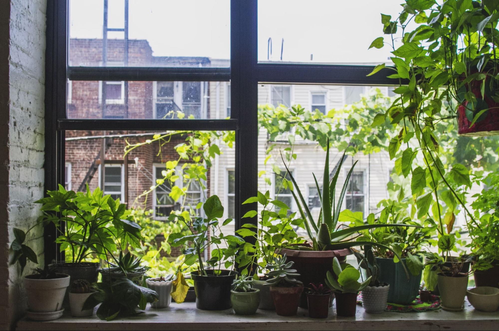 Plants in front of a window getting bright light.