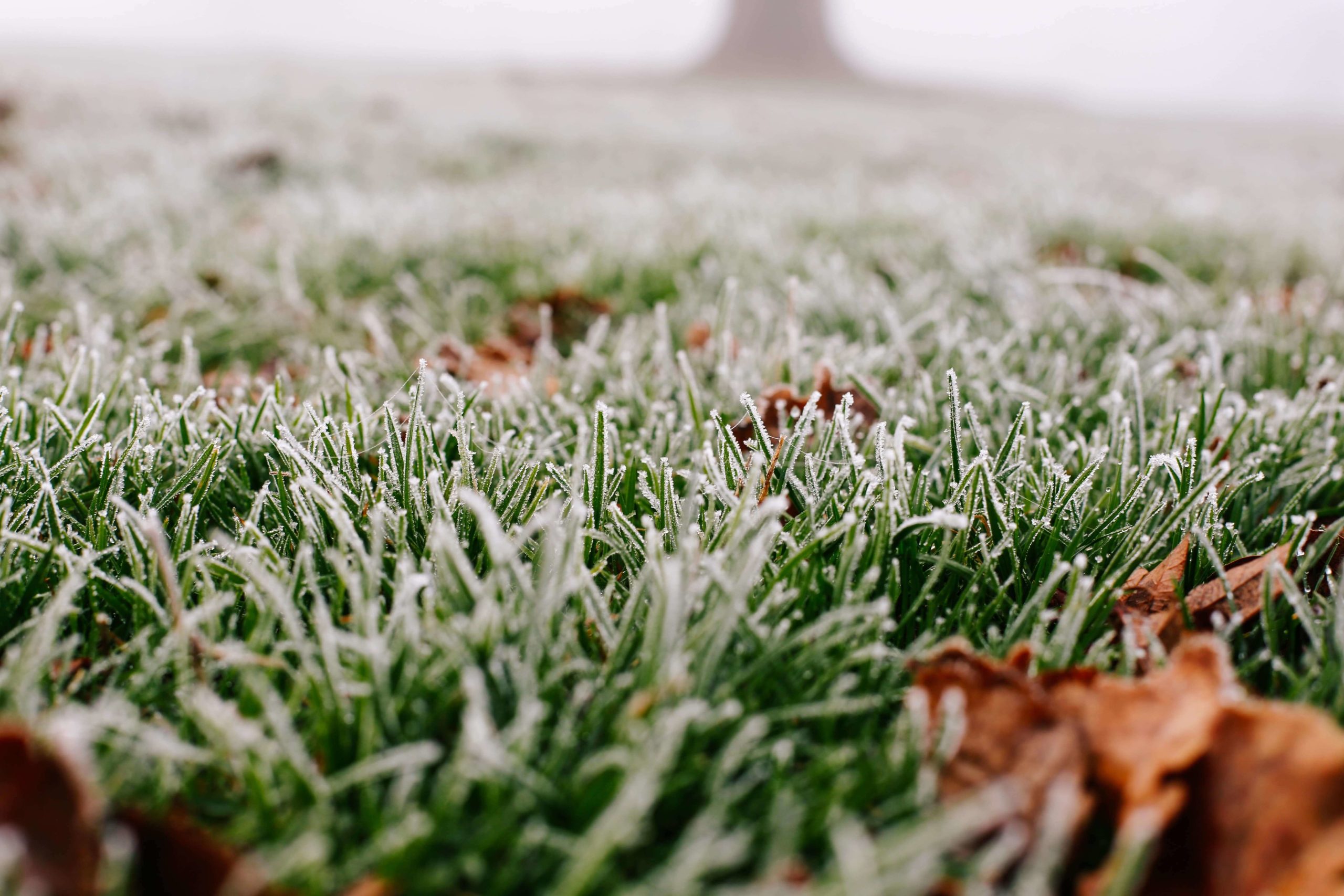 Frost on grass lawn.