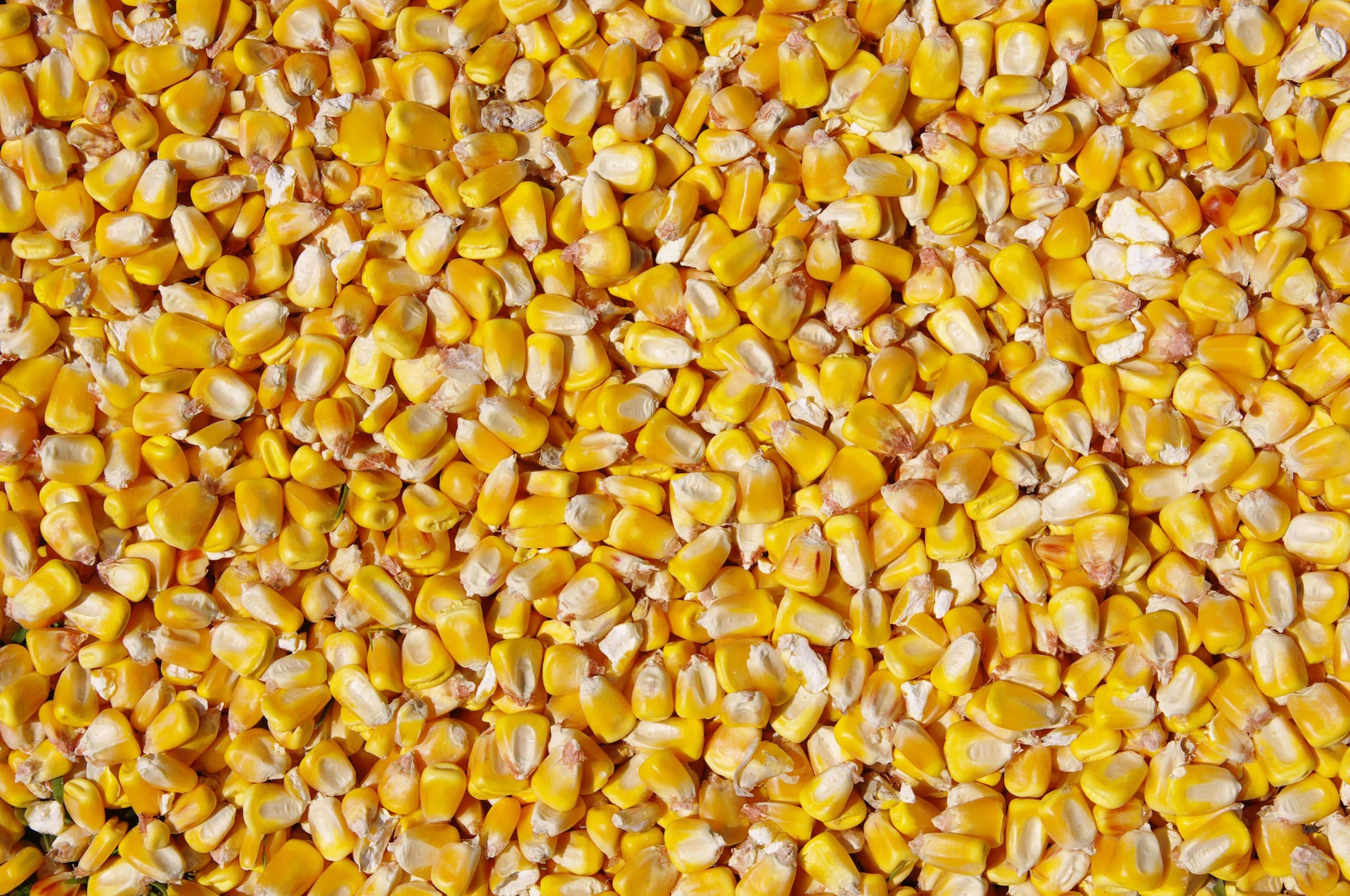 Shelled or cracked corn