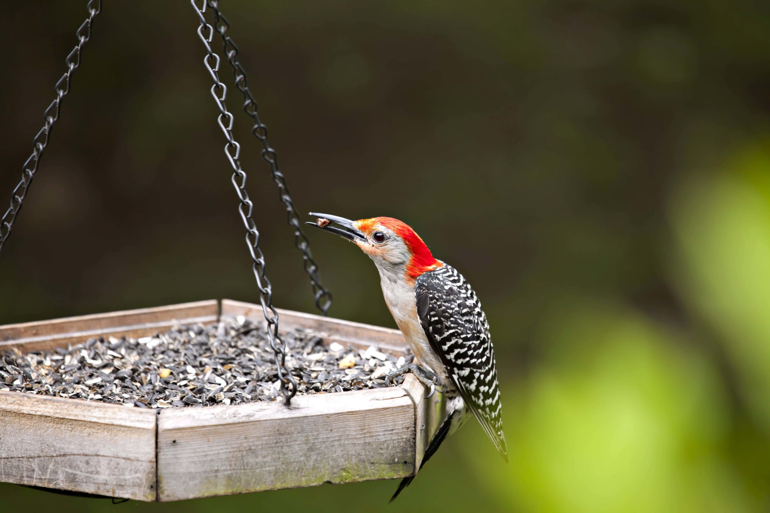 Tray bird feeder