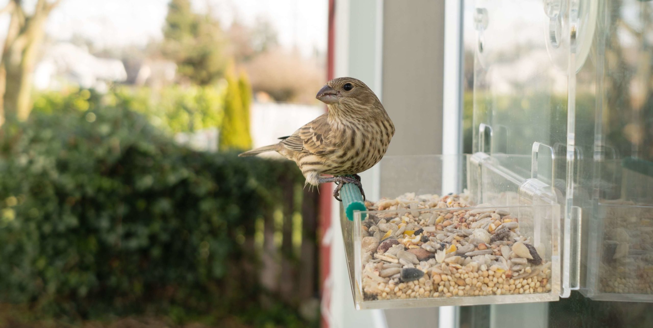 Window bird feeder