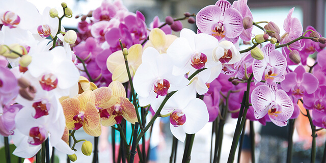 colorful orchids