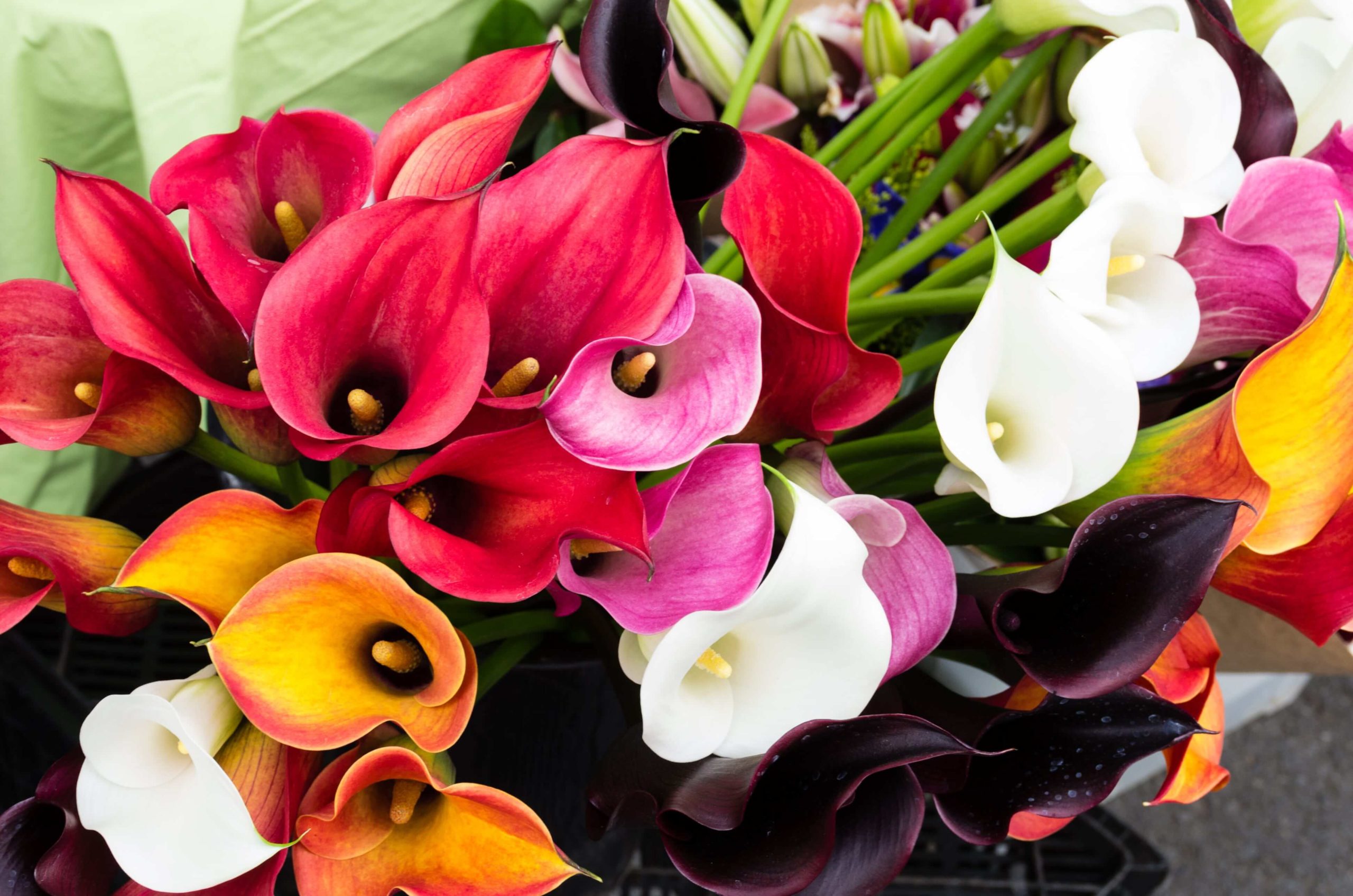 Colorful arrangement of calla lilies