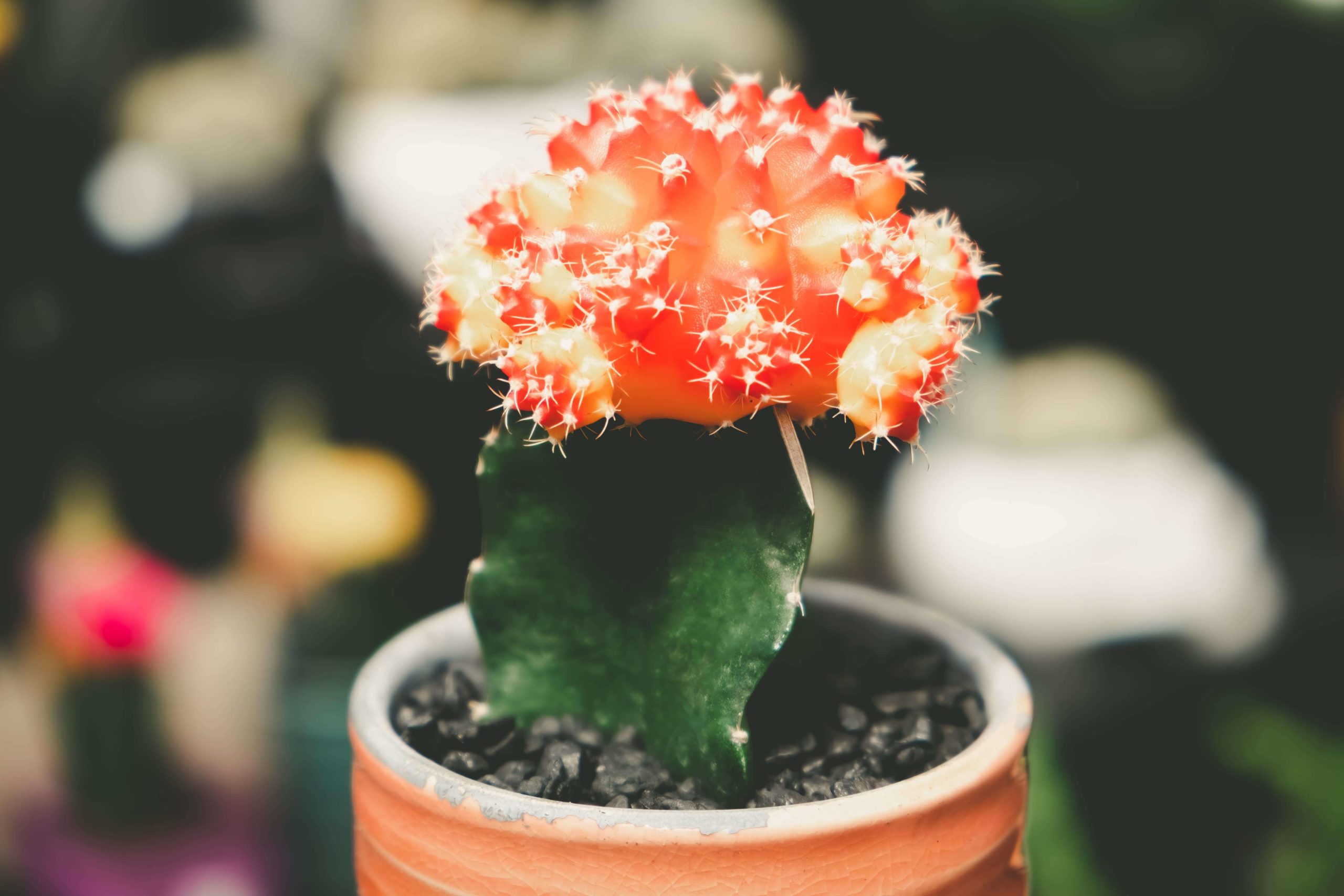 Potted ruby ball cactus plant