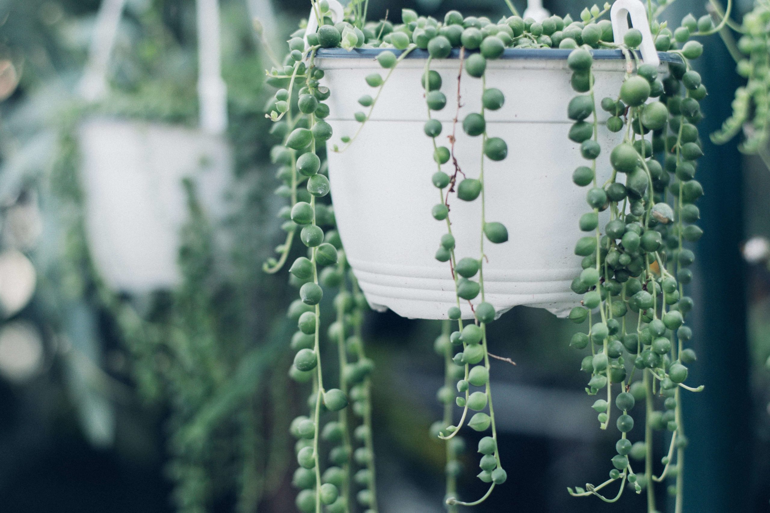 Hanging pot of string of pearls houseplant