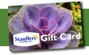 gift card with succulent