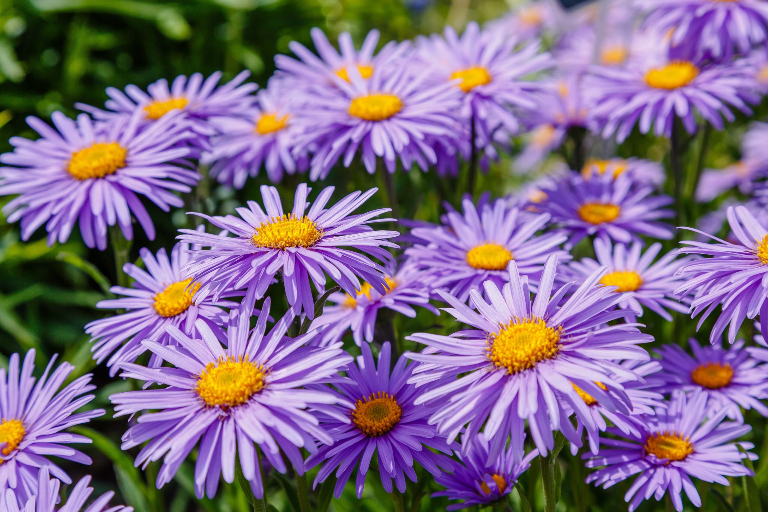 Purple asters