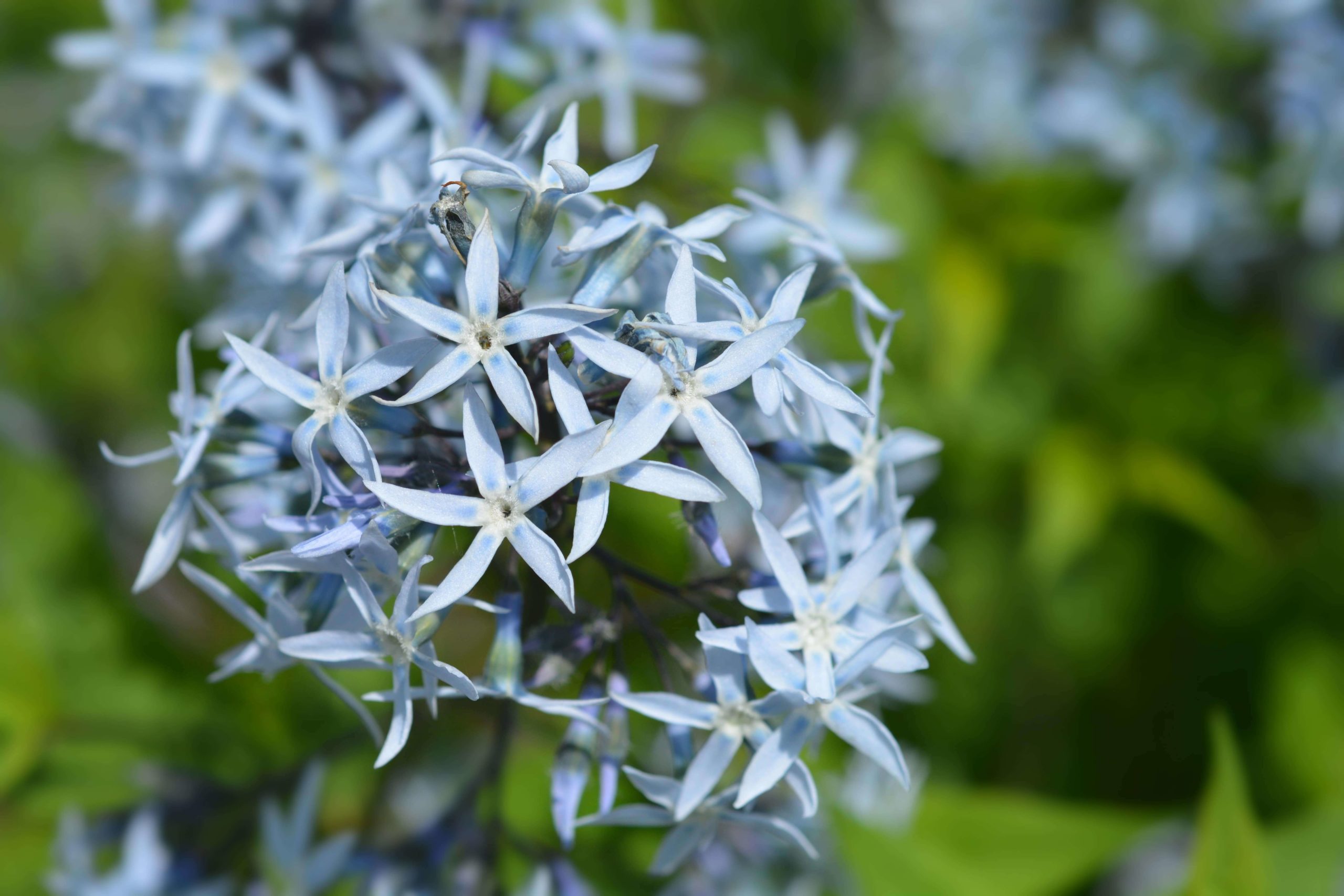 Light blue amsonias